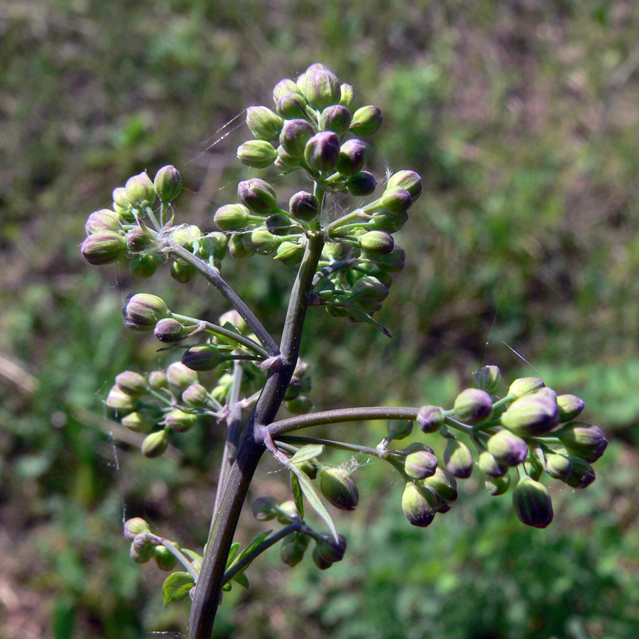 Изображение особи Thalictrum minus.