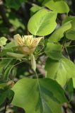 Liriodendron tulipifera