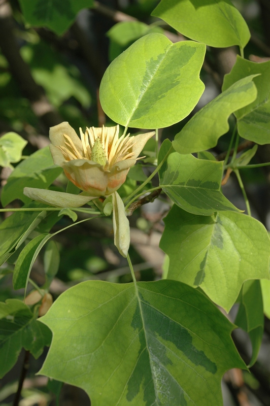 Image of Liriodendron tulipifera specimen.