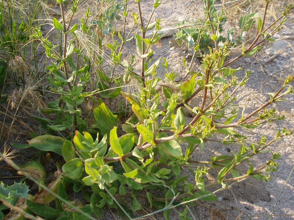 Изображение особи Gypsophila perfoliata.