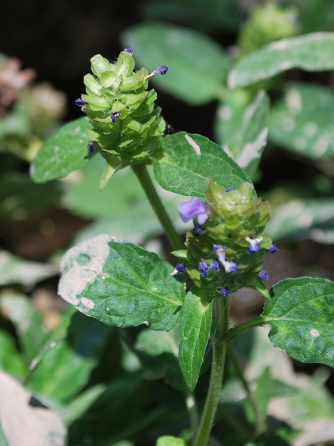 Изображение особи Prunella vulgaris.