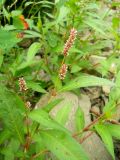 Persicaria lapathifolia