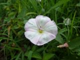 Convolvulus arvensis