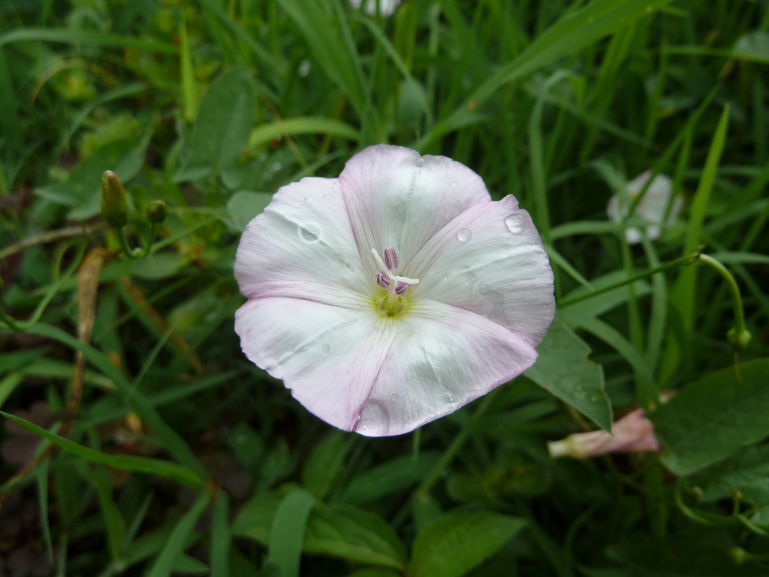 Image of Convolvulus arvensis specimen.