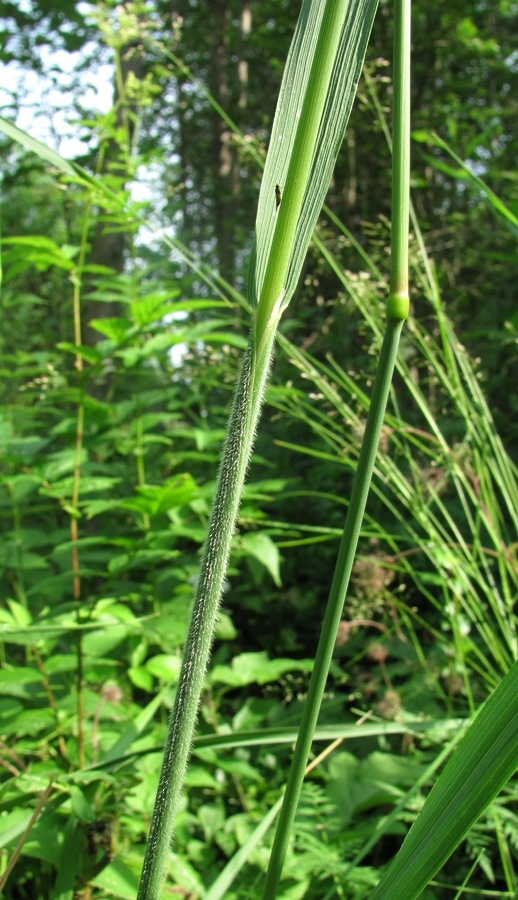 Изображение особи Calamagrostis epigeios.