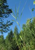 Calamagrostis phragmitoides