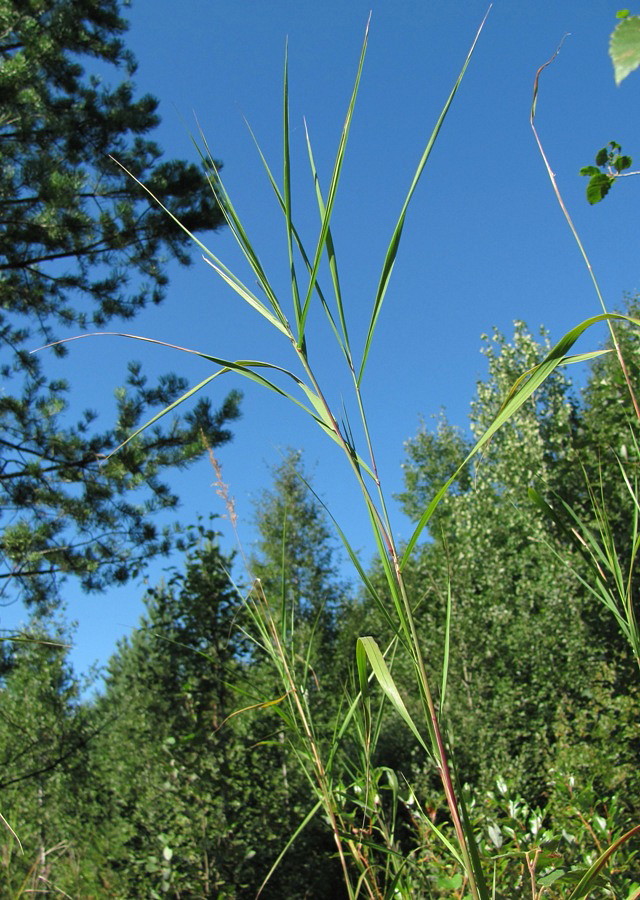 Изображение особи Calamagrostis phragmitoides.