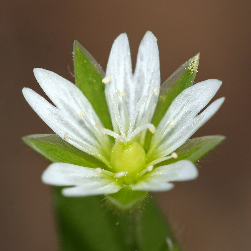 Изображение особи Cerastium holosteoides.