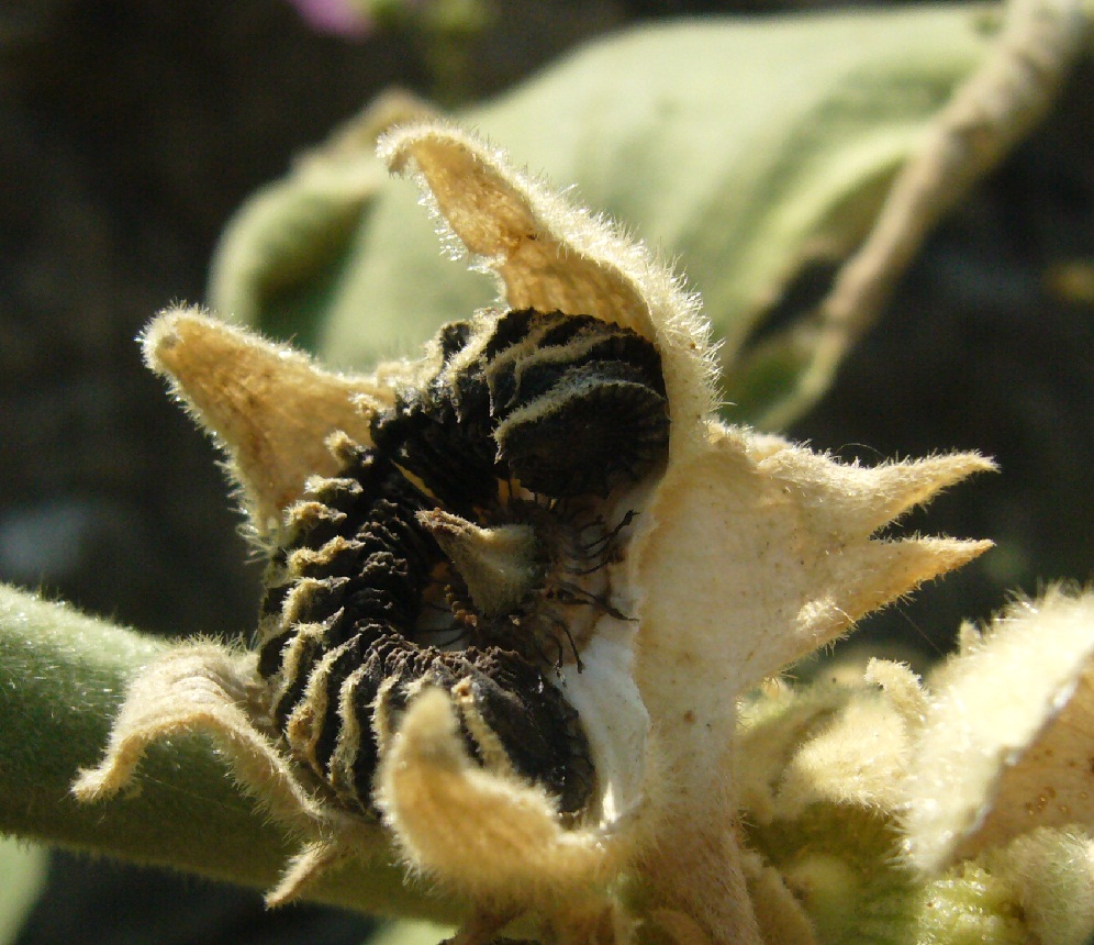 Image of Alcea rhyticarpa specimen.