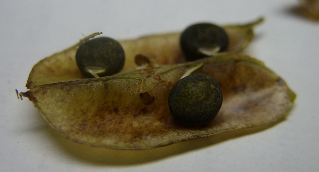 Image of Vicia villosa specimen.