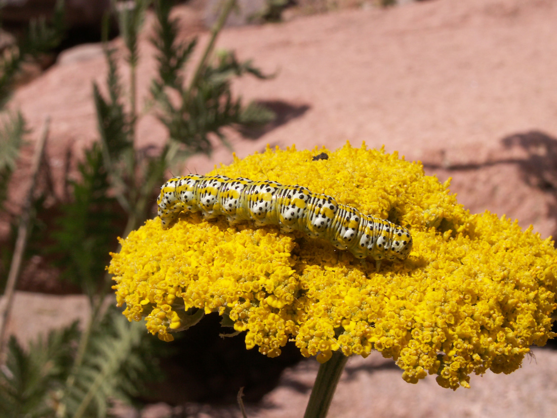 Image of Achillea filipendulina specimen.