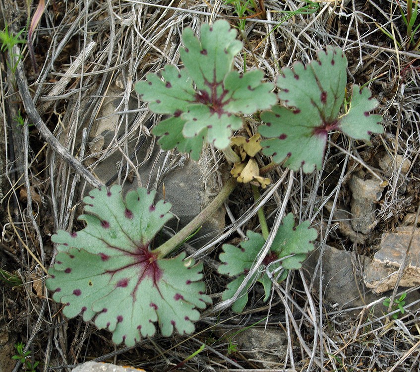 Изображение особи Delphinium longipedunculatum.