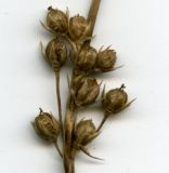Image of taxon representative. Author is Николай Дегтярёв
