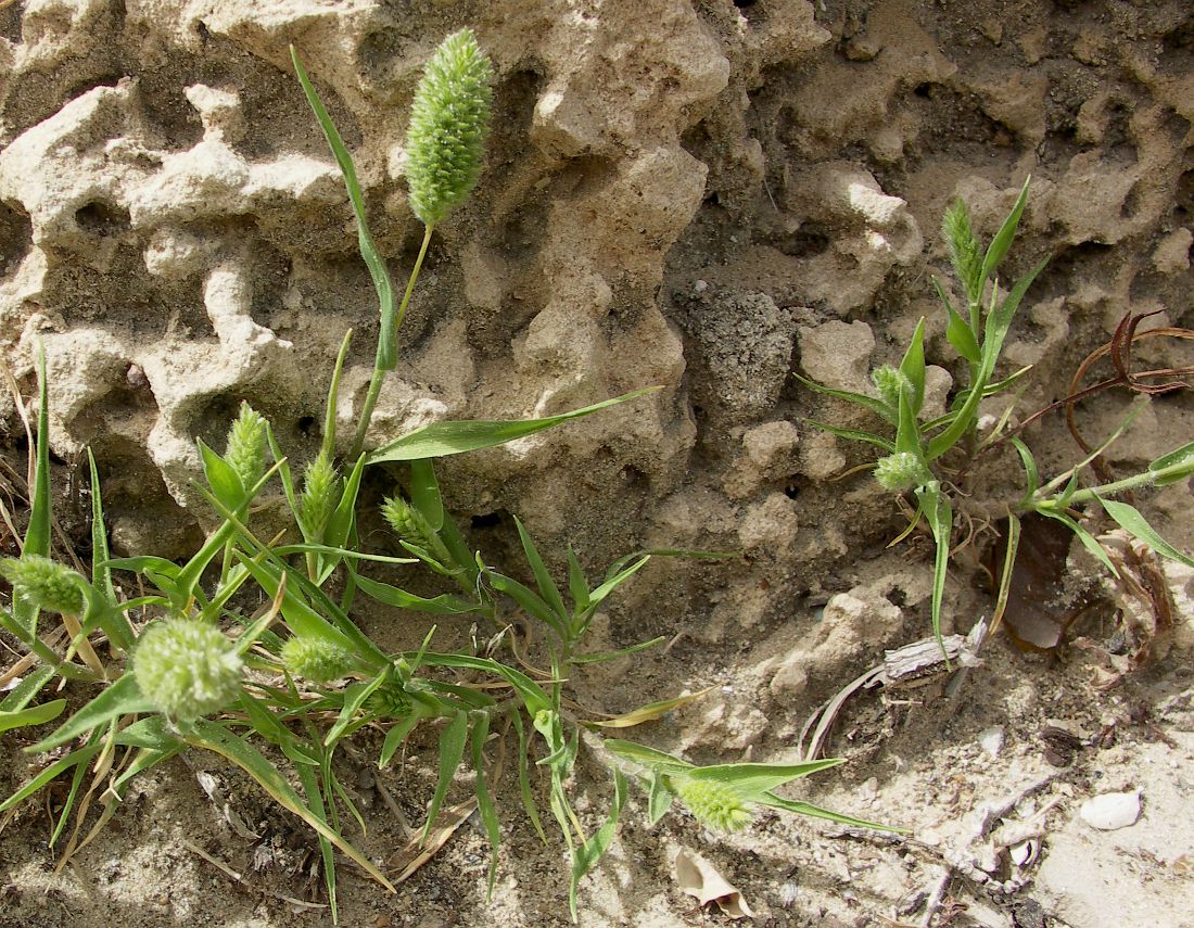 Image of Rostraria cristata specimen.