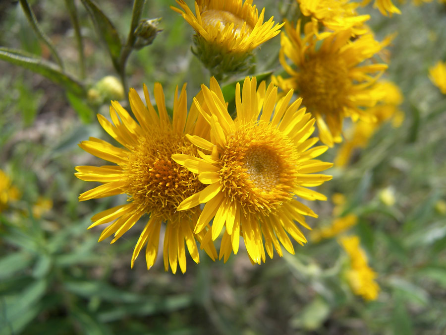 Изображение особи Inula oculus-christi.