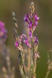 Astragalus varius