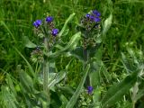 Anchusa officinalis. Верхняя часть цветущих растений. Киев, насыпная дамба возле Святошинских озёр. 20 мая 2008 г.