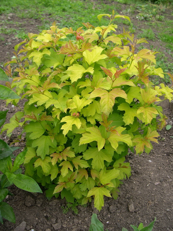 Image of Viburnum opulus specimen.