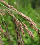 Calamagrostis langsdorffii