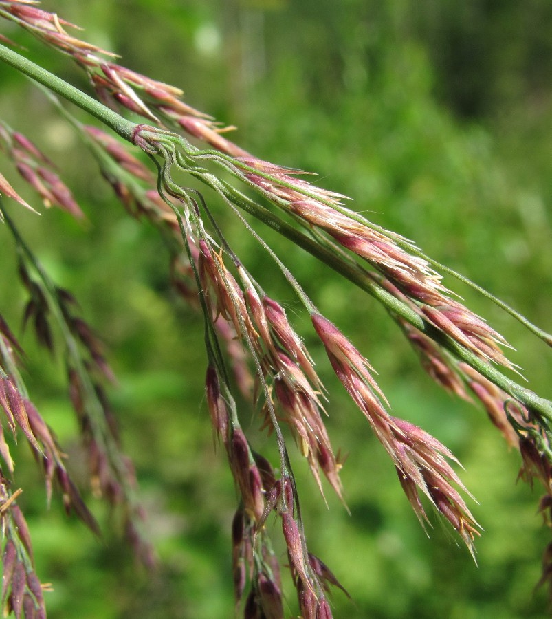 Изображение особи Calamagrostis langsdorffii.