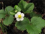 Fragaria vesca. Цветущее растение. Ленинградская обл., Кингисеппский р-н, окр. оз. Глубокое. 23.05.2009.