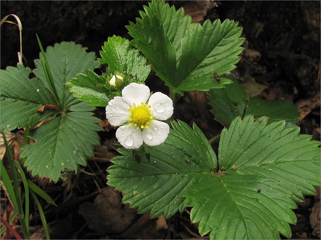 Изображение особи Fragaria vesca.