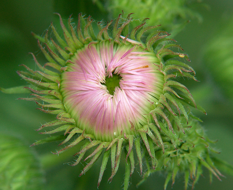 Image of Symphyotrichum novae-angliae specimen.