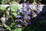 Ajuga reptans