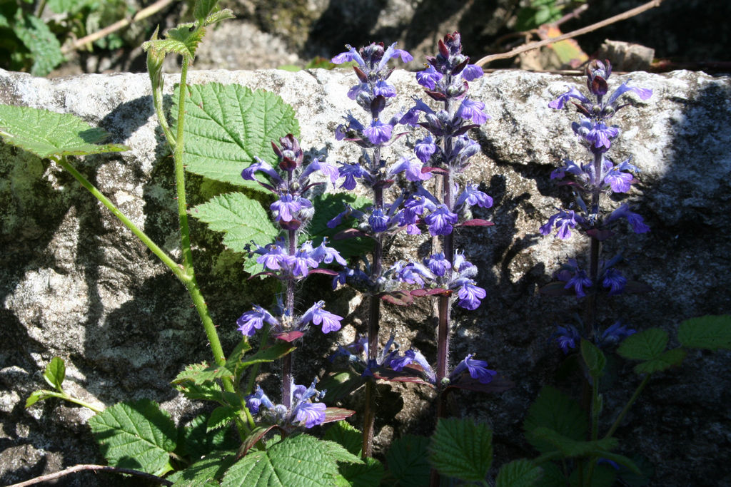 Image of Ajuga reptans specimen.