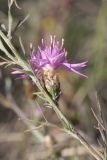 Centaurea novorossica