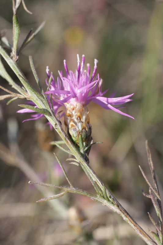 Изображение особи Centaurea novorossica.