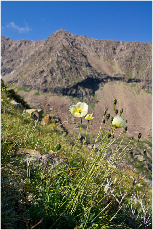 Изображение особи Papaver pseudocanescens.