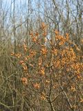 Myrica gale