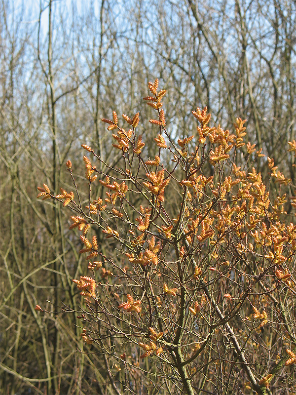 Image of Myrica gale specimen.