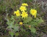 Taraxacum serotinum. Цветущее растение. Саратовская обл., Татищевский р-н, в степи. 18 сентября 2011 г.