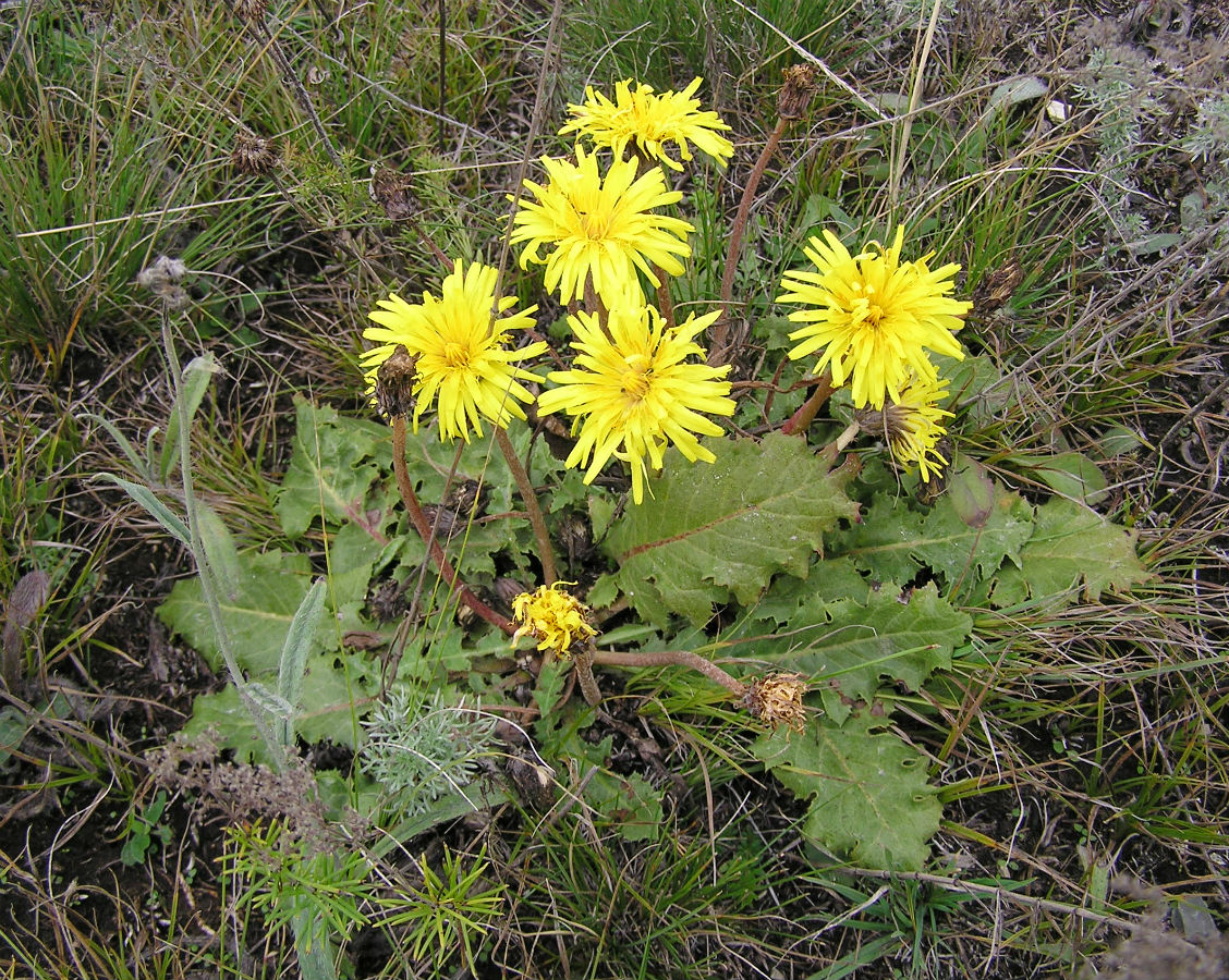 Image of Taraxacum serotinum specimen.