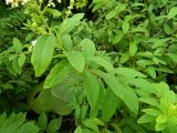 Spiraea alba