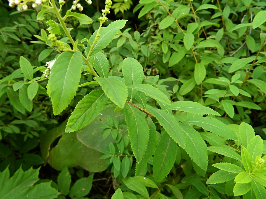 Изображение особи Spiraea alba.