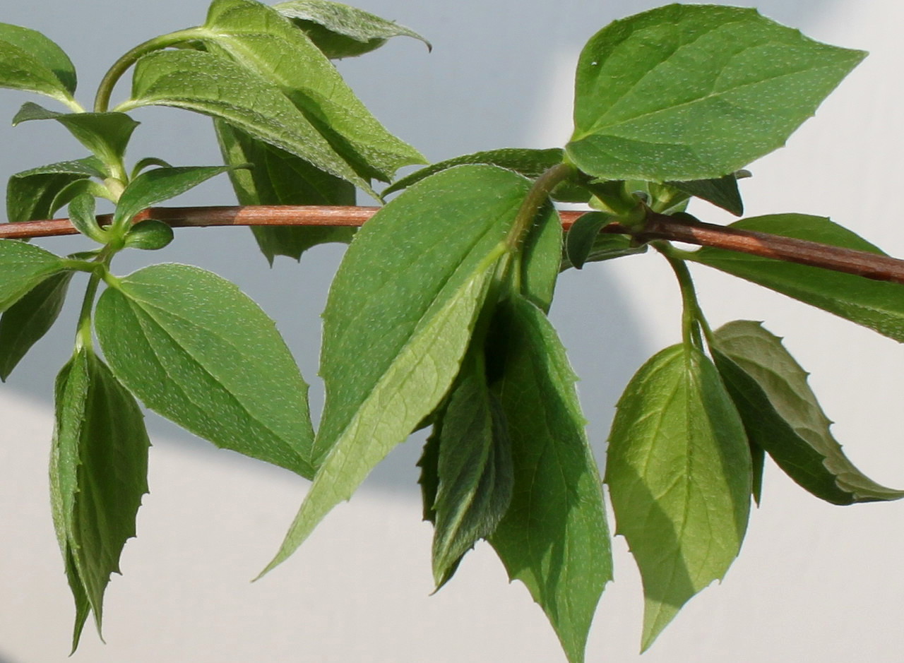 Изображение особи Philadelphus coronarius.