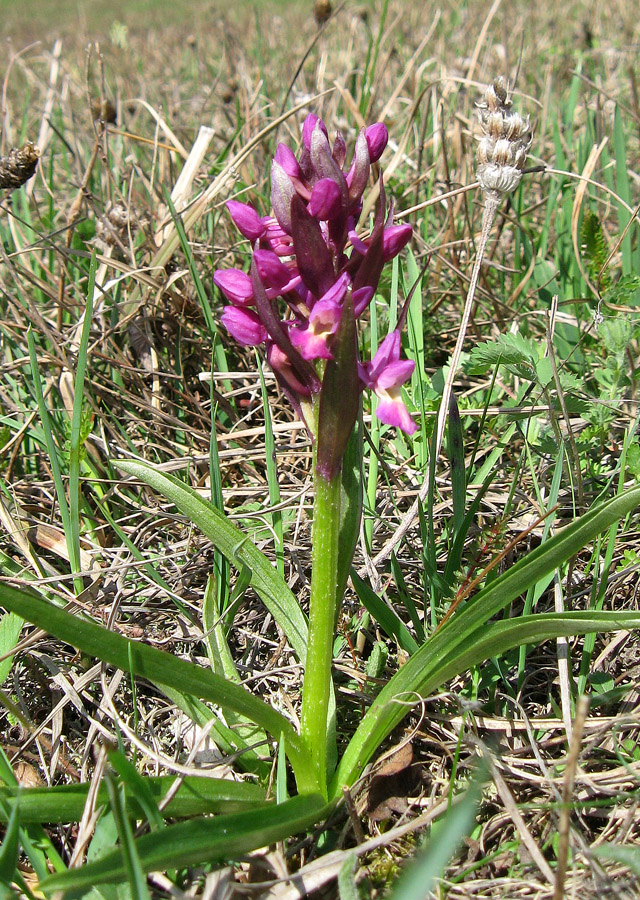 Изображение особи Dactylorhiza romana.