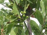 Laurus nobilis. Ветвь с незрелыми плодами. Абхазия, Цандрипш, посадки у дома. 12.09.2008.