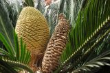 Cycas revoluta