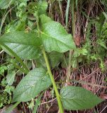 Verbascum nigrum. Часть побега. Курская обл., г. Железногорск, берег вдхр. на р. Погарщина. 5 июля 2007 г.