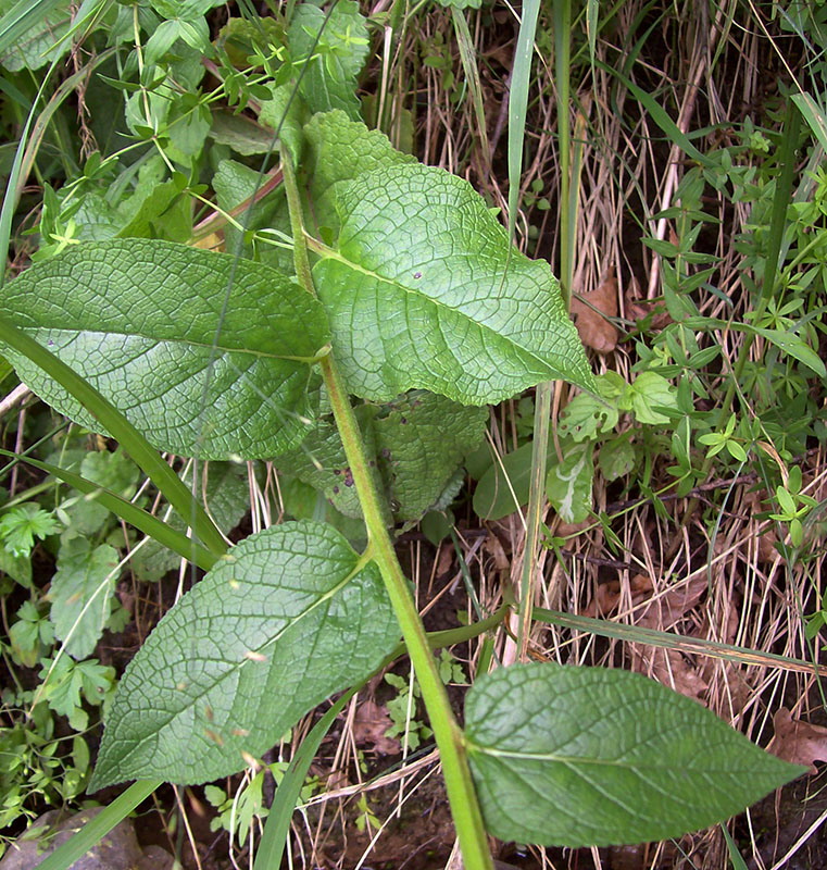 Изображение особи Verbascum nigrum.