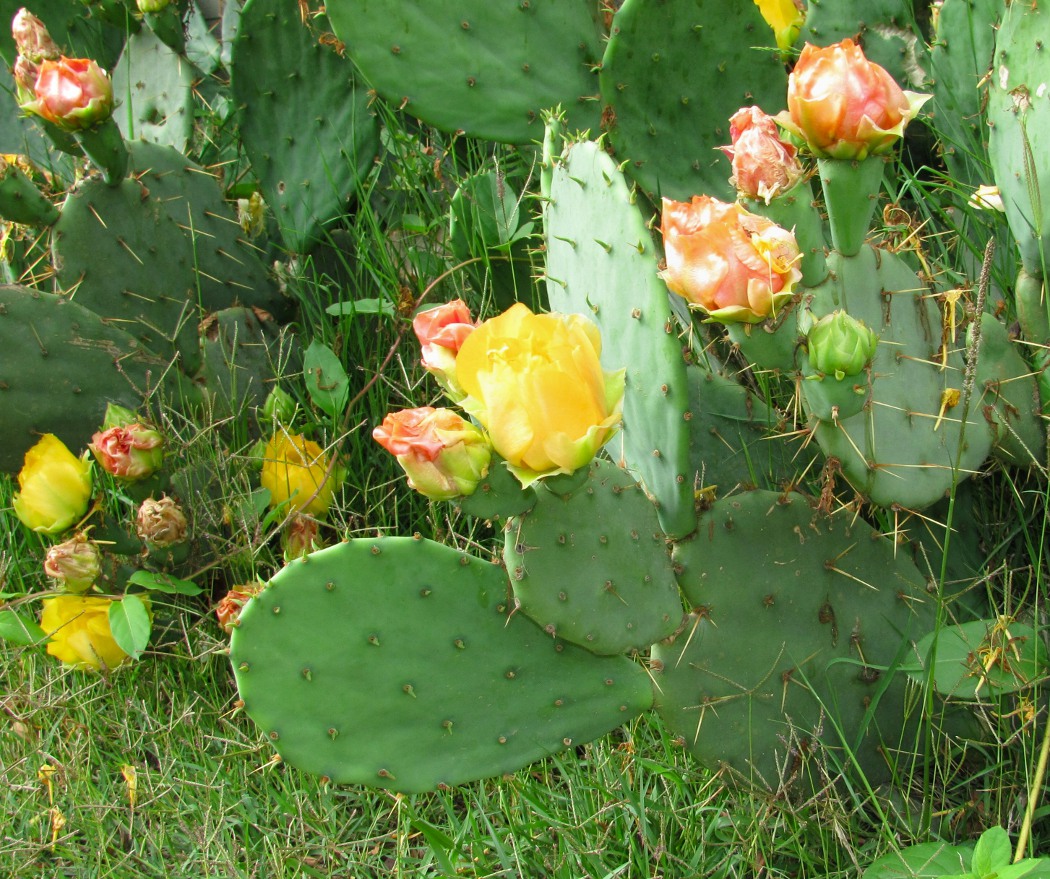 Image of Opuntia humifusa specimen.