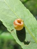 Salix acutifolia