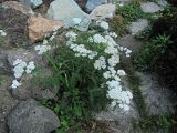 Achillea millefolium. Цветущее растение. Владивосток, ботанический сад-институт ДВО РАН. 28 июля 2012 г.