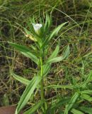 Gratiola officinalis