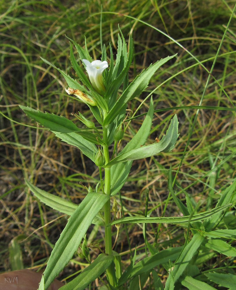 Изображение особи Gratiola officinalis.