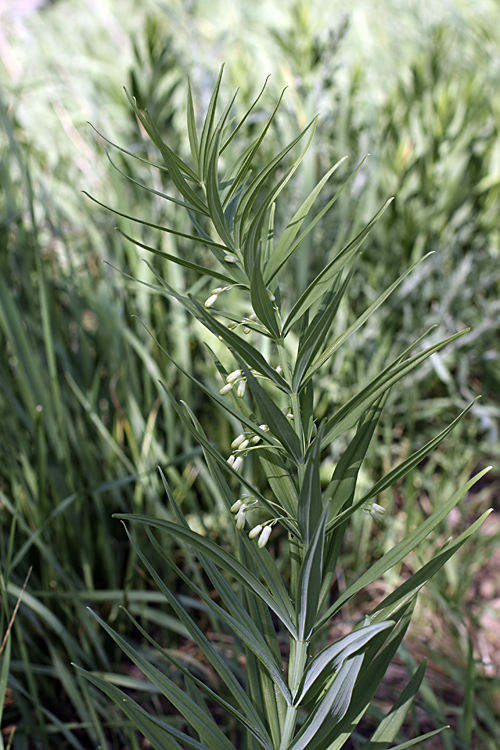 Image of Polygonatum sewerzowii specimen.